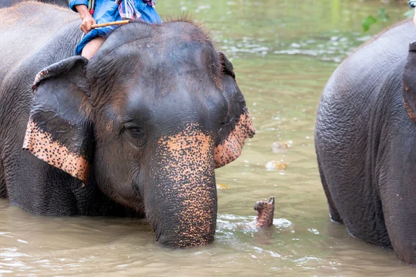 Gatunki Słoni Azjatyckich Centrum Ochrony Tajlandii — Zdjęcie stockowe