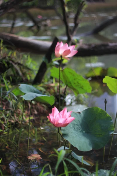 Lotusblume im See — Stockfoto