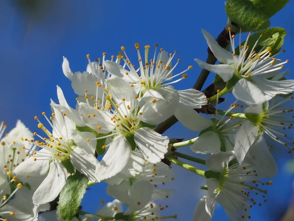 Detailní Záběr Krásné Bílé Květy Ovocném Stromě — Stock fotografie