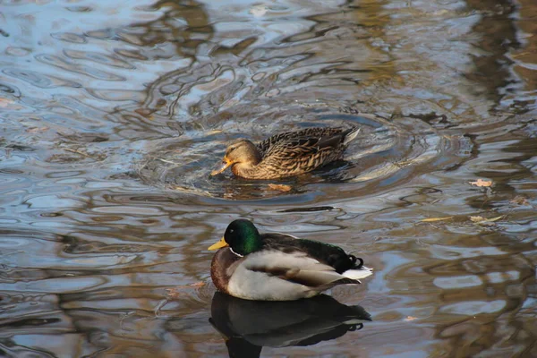 Ente Herbst Auf Dem Teich — Stockfoto