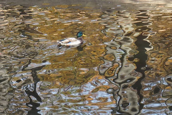 Ente Herbst Auf Dem Teich — Stockfoto