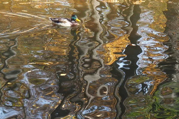 Ente Herbst Auf Dem Teich — Stockfoto