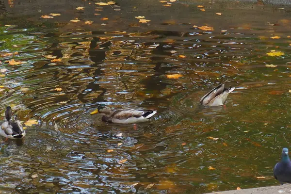 Ente Herbst Auf Dem Teich — Stockfoto