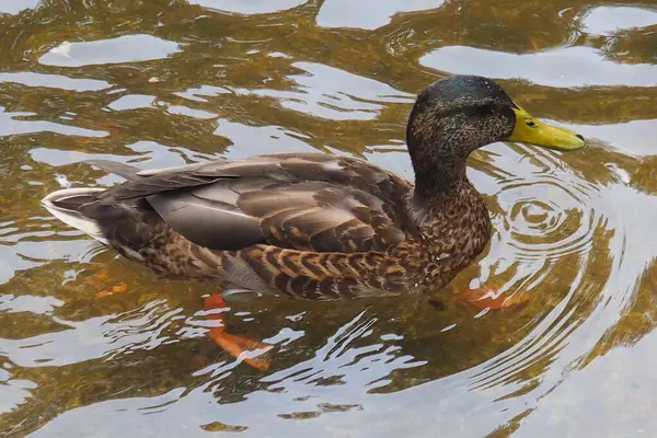 Ente Herbst Auf Dem Teich — Stockfoto