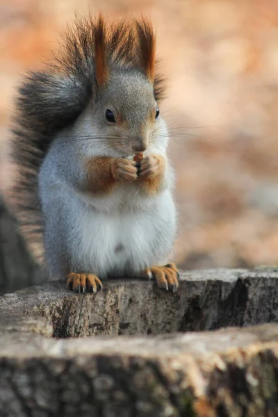 Waldschönheit Eichhörnchen Sitzt Auf Einem Baumstumpf Und Knabbert Einer Nuss — Stockfoto
