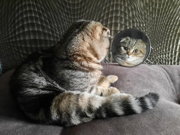 Young Cat Admires Himself Mirror — Stock Photo, Image