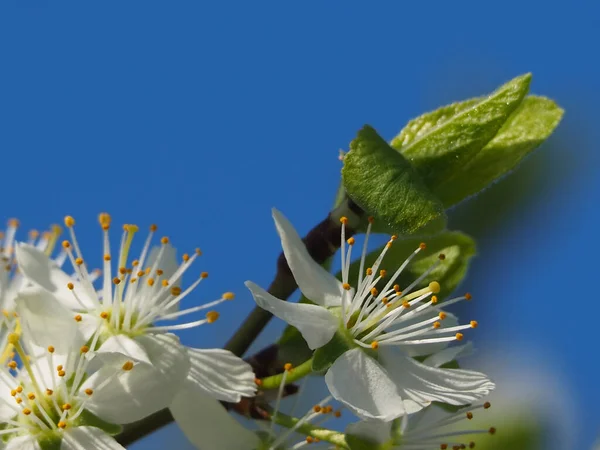 Detailní Záběr Krásné Bílé Květy Ovocném Stromě Modrém Pozadí — Stock fotografie