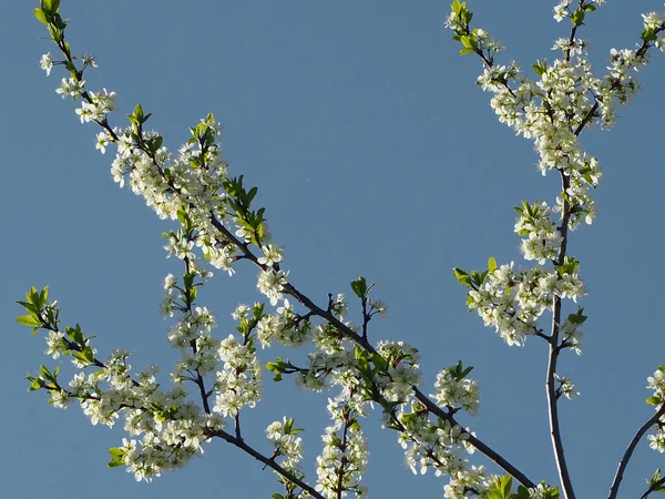 Close Belas Flores Brancas Uma Árvore Fruto Fundo Azul — Fotografia de Stock