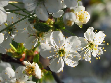 Meyve ağacındaki güzel beyaz çiçeklere yakın çekim