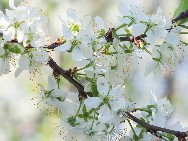 Detailní Záběr Krásné Bílé Květy Ovocném Stromě — Stock fotografie