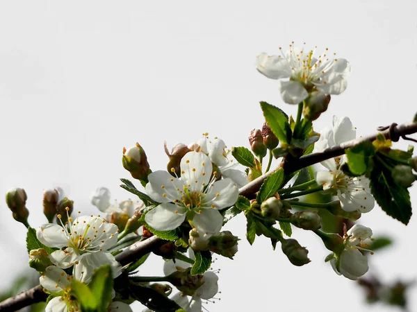Detailní Záběr Krásné Bílé Květy Ovocném Stromě — Stock fotografie