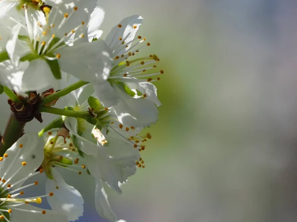 Detailní Záběr Krásné Bílé Květy Ovocném Stromě — Stock fotografie