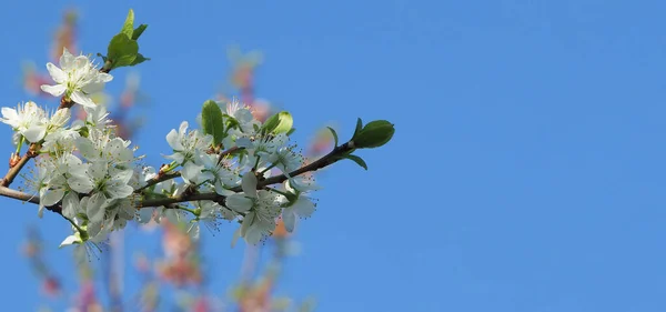 Detailní Záběr Krásné Bílé Květy Ovocném Stromě Modrém Pozadí — Stock fotografie