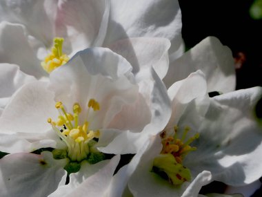 Beyaz elma çiçeklerinin yakın plan çekimi