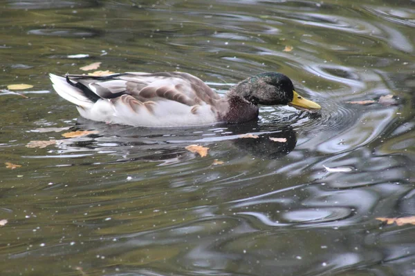 Nahaufnahme Einer Ente Einem Teich Park — Stockfoto