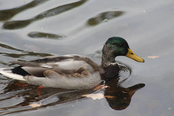 Nahaufnahme Einer Ente Einem Teich Park — Stockfoto