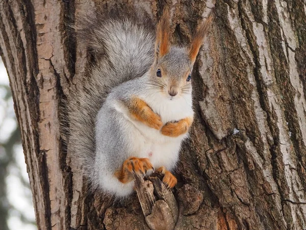 Curious Squirrel City Park — Stock Photo, Image