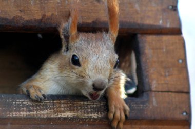 Şehir parkındaki meraklı sincap.