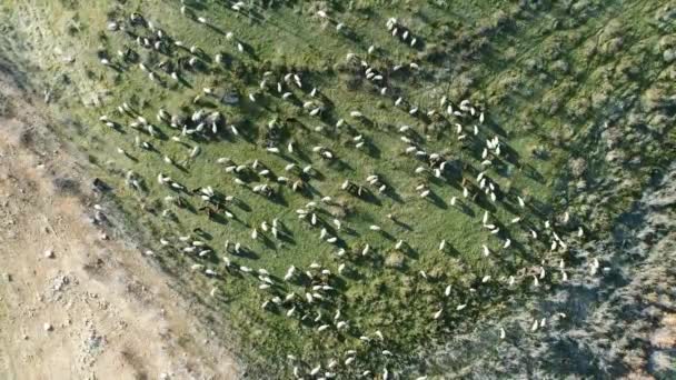 Вид с воздуха на овец, пасущихся на зеленом лугу природы. Красивый сельский пейзаж — стоковое видео