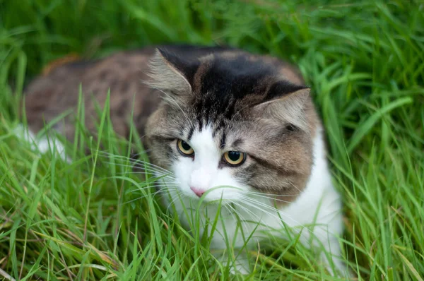 Красивая Курильская Кошка Сидит Зеленой Траве Животное Крупным Планом Полосатая — стоковое фото