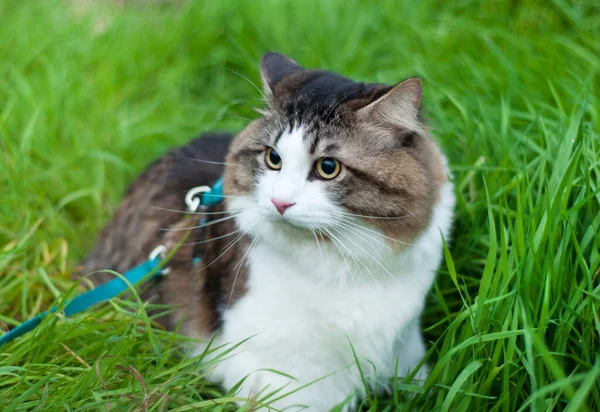 Hermoso Gato Kurilian Bobtail Camina Sentado Hierba Verde Mascota Retrato — Foto de Stock