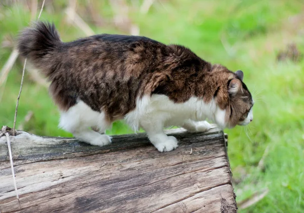 Beautiful Kurilian Bobtail Cat Walks Forest Pet Sitting Tree Stump — Stock Photo, Image