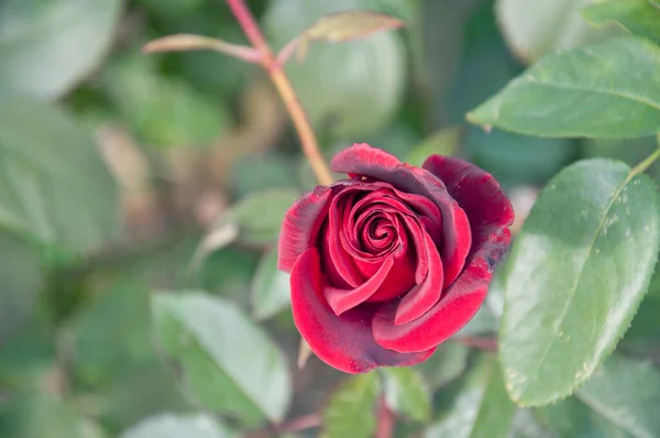 Rosa Roja Delicada Floreciente Hermosa Rosa Jardín — Foto de Stock