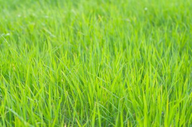 Yeşil çimenler, yeşil çayırlar gün ışığında