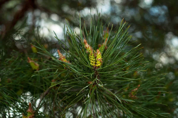 Cabang Pinus Hijau Jarum Konifer Latar Belakang Penutupan Kabur — Stok Foto