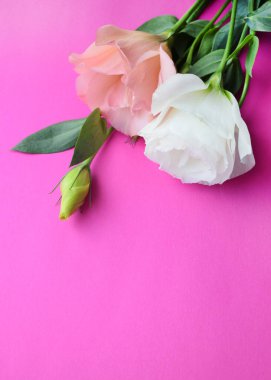 Pembe ve beyaz lisianthus (eustoma) çiçekleri pembe arka planda, boşluğu kopyala