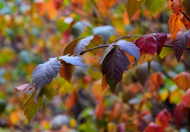 Sarı, kırmızı, yeşil, turuncu sonbahar yaprakları parkta