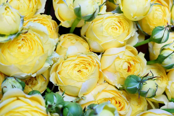 Hermosa Rosa Amarilla Forma Pión Ramo Rosas Arbustivas — Foto de Stock