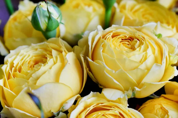 Hermosa Rosa Amarilla Forma Pión Ramo Rosas Arbustivas — Foto de Stock