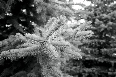 Kozalaklı iğnelerden oluşan ladin dalları yakın plan. Nihai gri arkaplan. 2021 moda renk ilhamı.