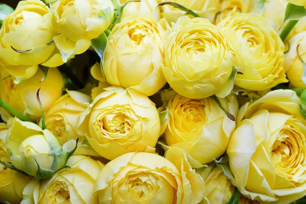 Hermosa Rosa Amarilla Forma Pión Ramo Rosas Arbustivas Amarillo Iluminador — Foto de Stock