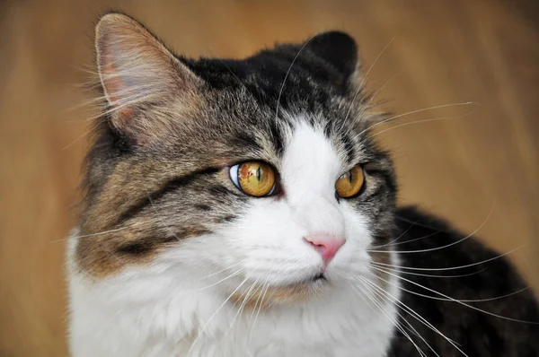 Gato Raça Kuril Bobtail Parece Retrato Belo Gato Fofo Close — Fotografia de Stock