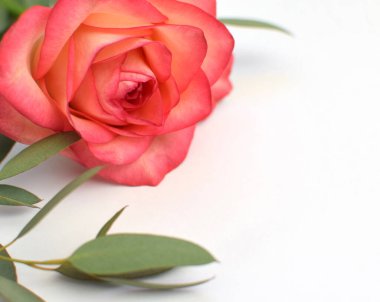 Beyaz arka planda okaliptüs yapraklı güzel bir pembe gül. Sevgililer Günü 