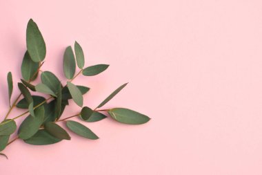 Eucalyptus branches on pink background Flat lay, top view.	