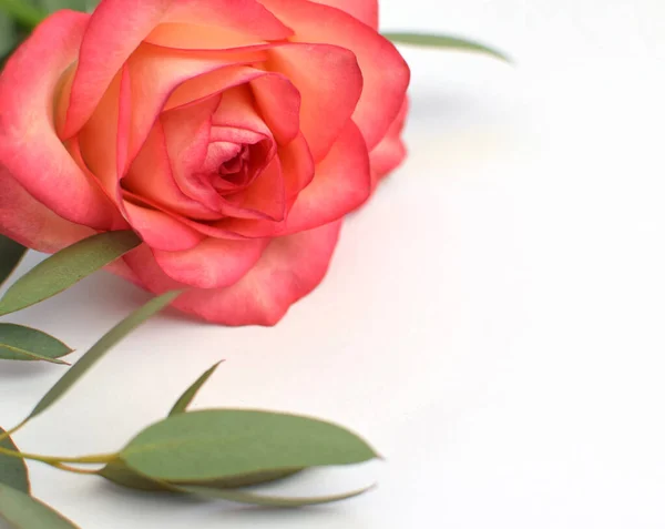 Una Hermosa Rosa Rosa Con Hojas Eucalipto Sobre Fondo Blanco — Foto de Stock