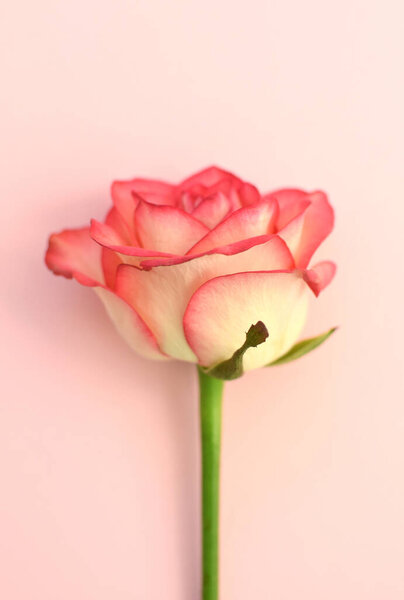 One beautiful pink rose on a pink background. Soft focus.
