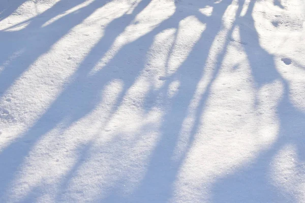 Ombre Alberi Nella Neve Nella Foresta Inverno Struttura Della Neve — Foto Stock