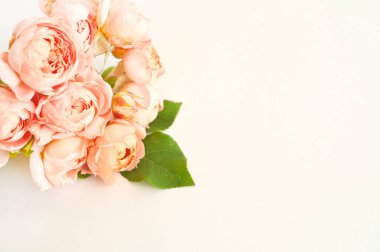 Pembe güller, pembe arka planda şakayık juliet. Metin için yer, üst görünüm.