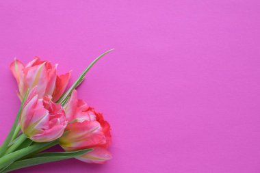 Pembe bahar laleleri buketi ve annemin D 'si için metin yeri.