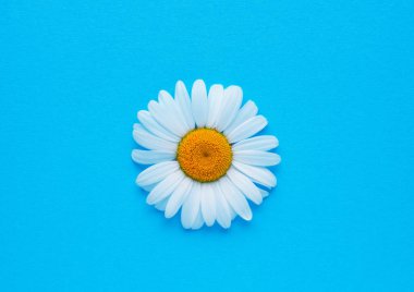 Mavi arka planda beyaz papatya çiçeği. Beyaz günlük. Üst görünüm, boşluğu kopyala. 