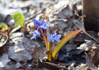 Rusya 'nın Krasnodar Toprakları bahar ormanlarında mavi scilla (Scilla siberica) çiçek açar. Geçen yılın düşen yaprakları arasında mavi çuha çiçekleri var. Sığ alan derinliği. 