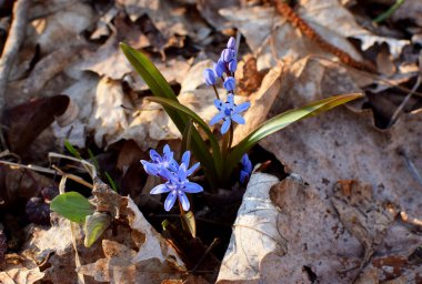 Rusya 'nın Krasnodar Toprakları bahar ormanlarında mavi scilla (Scilla siberica) çiçek açar. Geçen yılın düşen yaprakları arasında mavi çuha çiçekleri var. Sığ alan derinliği. 