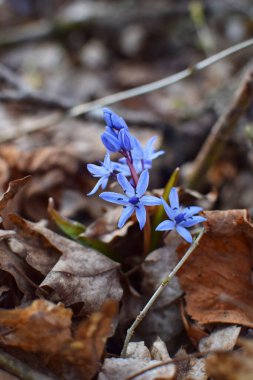Rusya 'nın Krasnodar Toprakları bahar ormanlarında mavi scilla (Scilla siberica) çiçek açar. Geçen yılın düşen yaprakları arasında mavi çuha çiçekleri var. Sığ alan derinliği. 