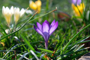 Güzel bahar moru, beyaz, sarı timsahlar, yeşil çimenlikteki dev timsahlar. Bahar çiçekleri. Çuha çiçekleri. Baharın başlarında