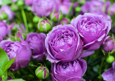 Güzel pembe pion şekilli gül. Buket çalısı gülleri. Magenta çiçekleri