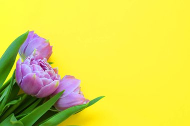 Güzel bir demet leylak bahar lalesi ve Anneler Günü ya da 8 Mart 'ta sarı arka planda yazılacak bir yer. Düz üst görünüm. 